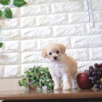 トイプードル(トイ)【滋賀県・女の子・2024年2月14日・クリーム】の写真「お父さんタイニーサイズの可愛い子犬です」